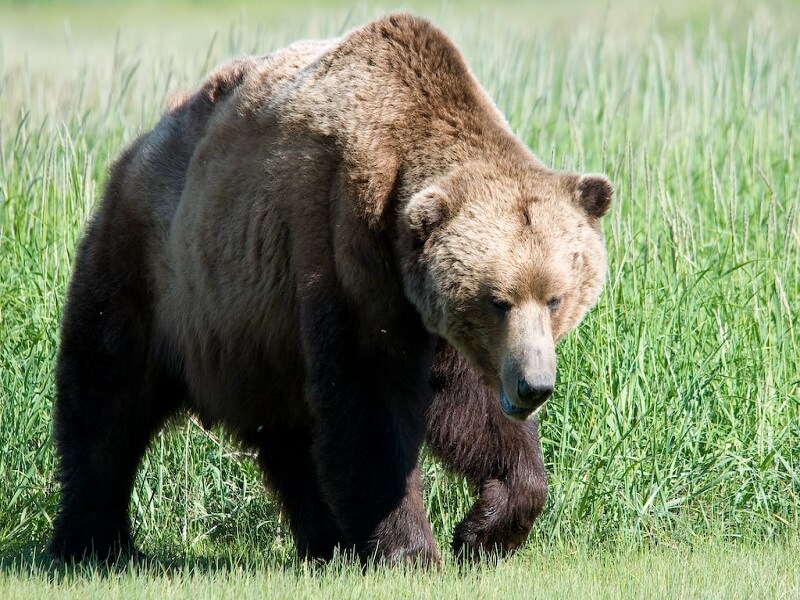 Brown Bear Experience  OFFER